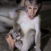 monkey_macaque_balinese_mf_ubud_v_0485_bal0487.jpg